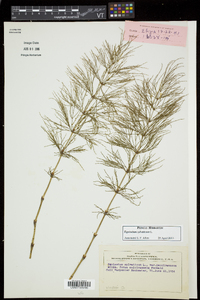 Equisetum sylvaticum image