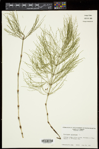 Equisetum sylvaticum image