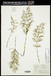 Equisetum sylvaticum image