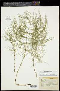 Equisetum sylvaticum image