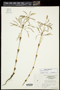 Equisetum sylvaticum image