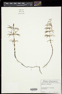 Equisetum sylvaticum image