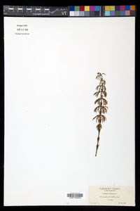 Equisetum sylvaticum image