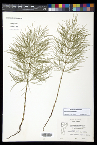 Equisetum sylvaticum image