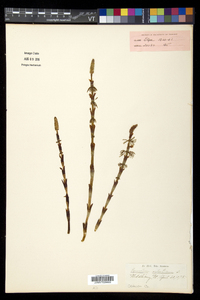 Equisetum sylvaticum image