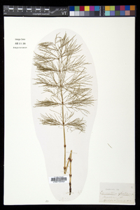 Equisetum sylvaticum image