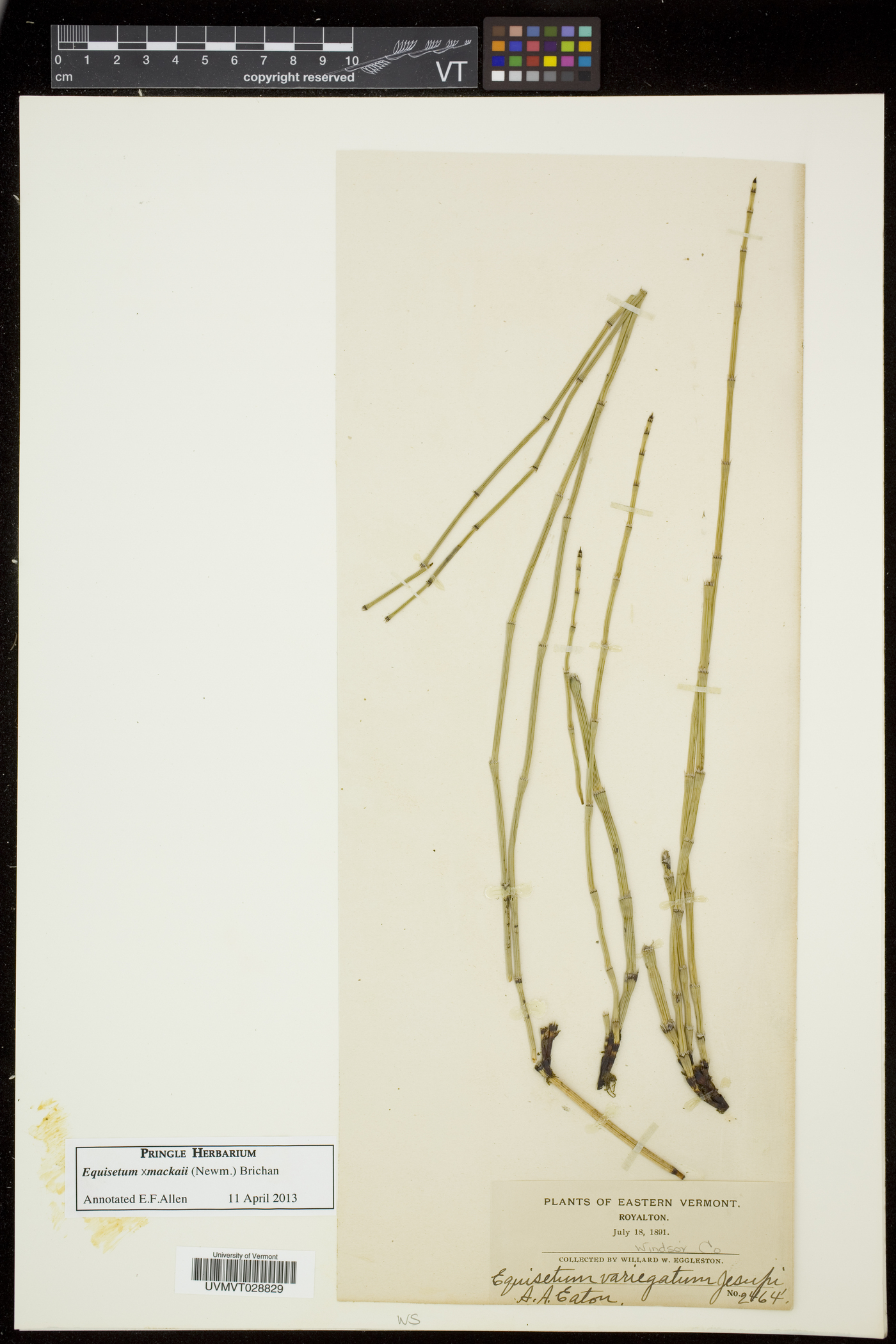 Equisetum trachyodon image