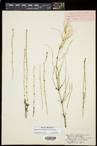 Equisetum trachyodon image