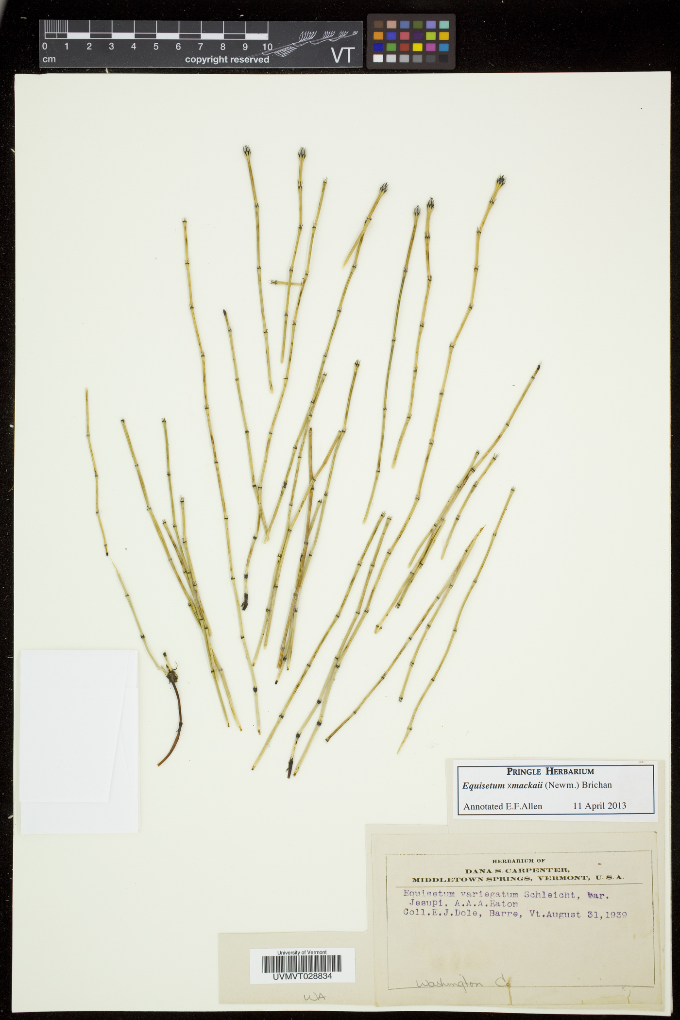 Equisetum trachyodon image