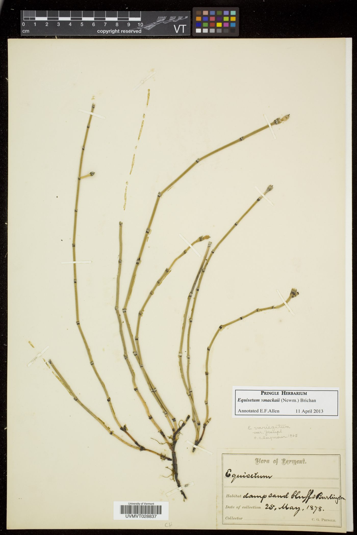 Equisetum trachyodon image