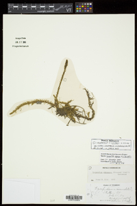 Lycopodiella x gilmanii image