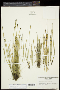 Equisetum variegatum subsp. variegatum image