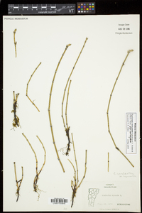 Equisetum variegatum image