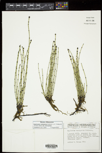 Equisetum variegatum image