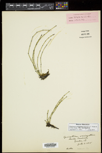 Equisetum variegatum subsp. variegatum image