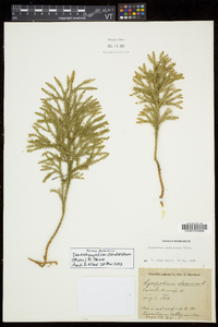 Dendrolycopodium dendroideum image