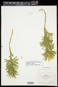 Dendrolycopodium dendroideum image