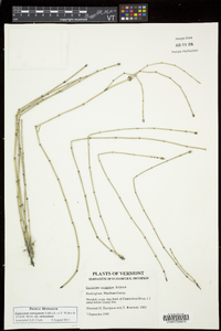 Equisetum variegatum image