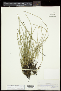 Equisetum variegatum subsp. variegatum image