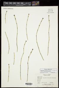 Equisetum variegatum image