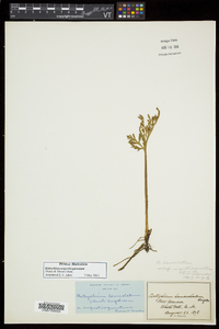 Botrychium angustisegmentum image