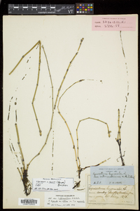 Equisetum trachyodon image