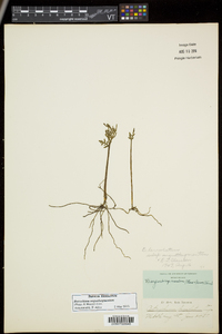 Botrychium angustisegmentum image