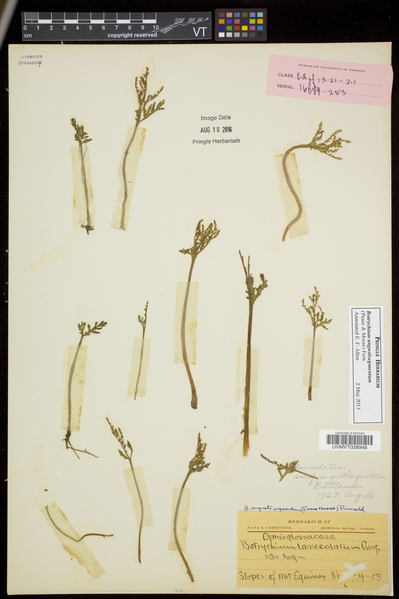 Botrychium angustisegmentum image