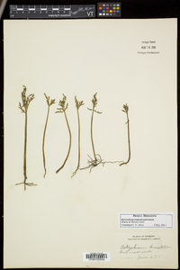 Botrychium angustisegmentum image