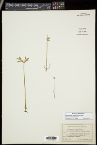 Botrychium angustisegmentum image