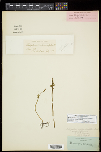 Botrychium matricariifolium image