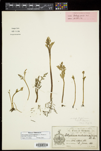 Botrychium matricariifolium image