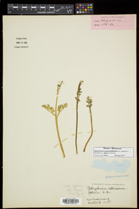 Botrychium matricariifolium image