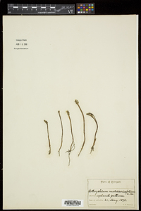 Botrychium matricariifolium image