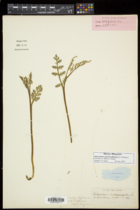 Botrychium matricariifolium image