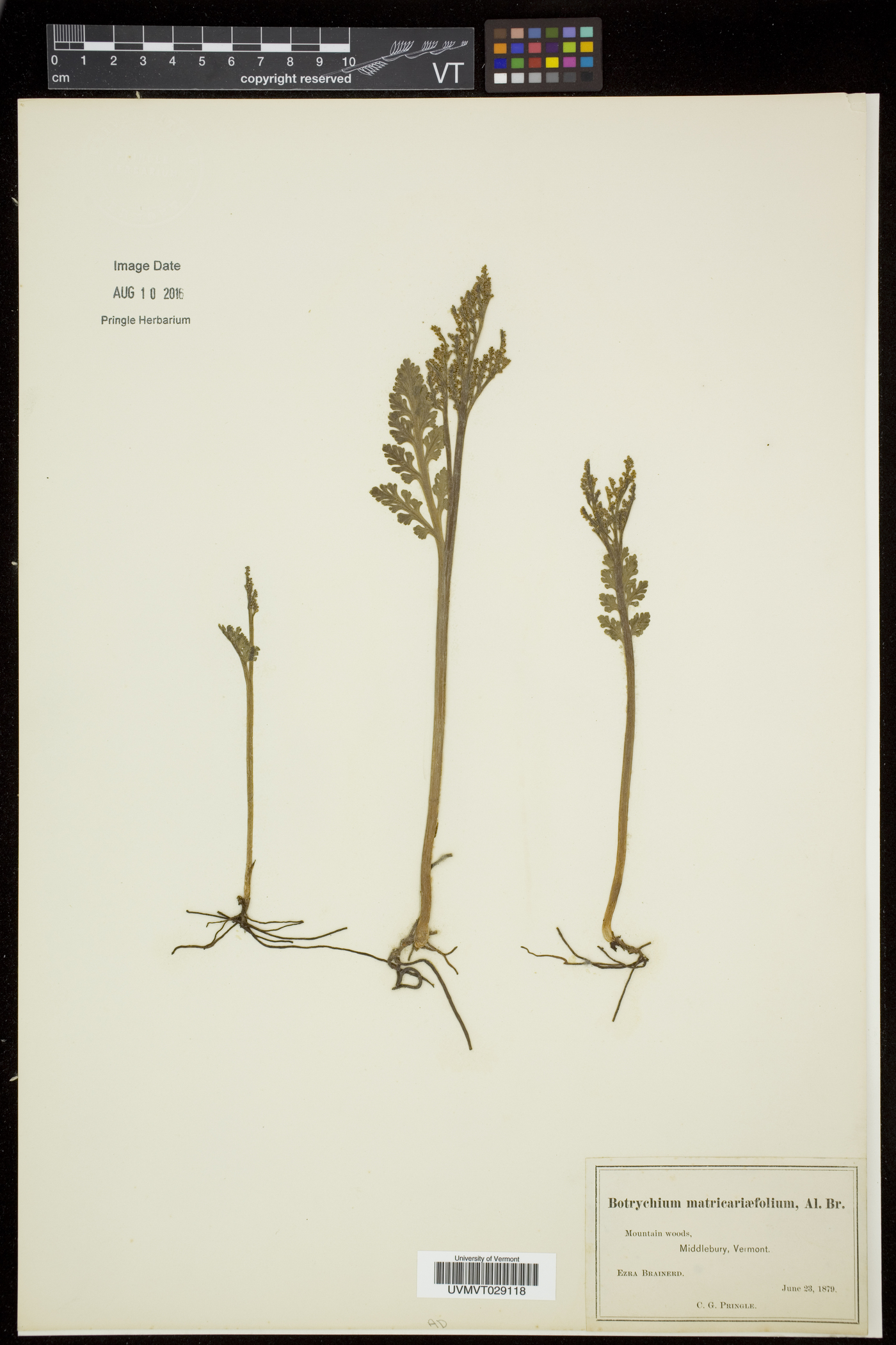 Botrychium matricariifolium image