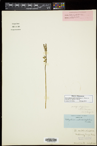 Botrychium matricariifolium image