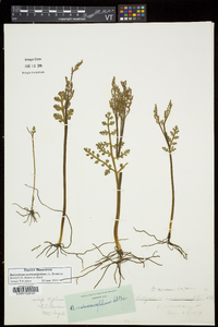 Botrychium matricariifolium image