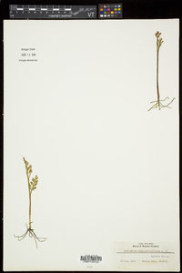 Botrychium matricariifolium image