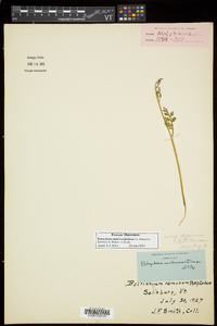 Botrychium matricariifolium image