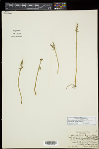 Botrychium matricariifolium image