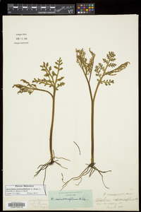 Botrychium matricariifolium image