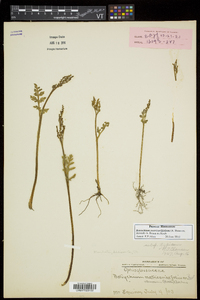 Botrychium matricariifolium image