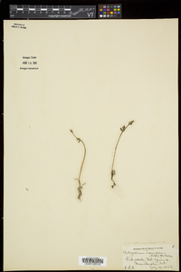 Botrychium matricariifolium image