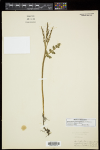 Botrychium matricariifolium image