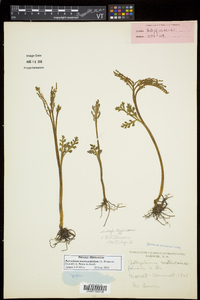 Botrychium matricariifolium image