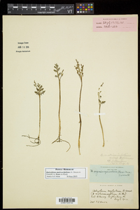 Botrychium matricariifolium image