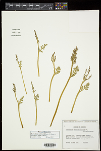 Botrychium matricariifolium image