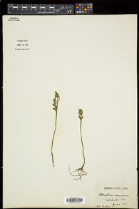 Botrychium matricariifolium image