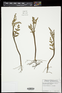 Botrychium matricariifolium image